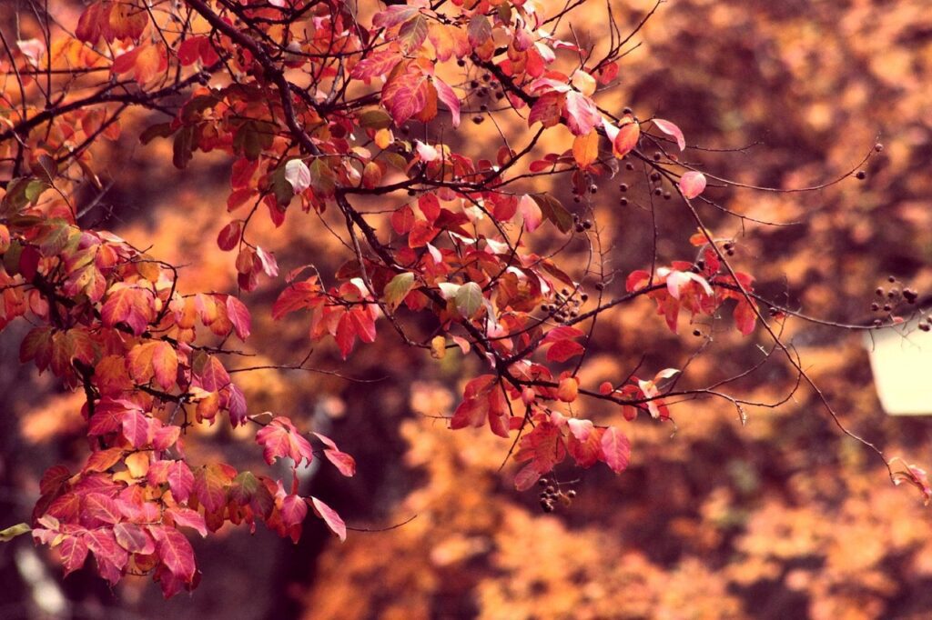 Automne