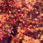 Automne