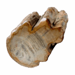 Bois fossile ou silicifié ou fossilisé