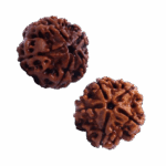 Graine de Shiva Rudraksha