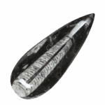 Orthoceras pierre roulée