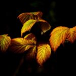 Automne