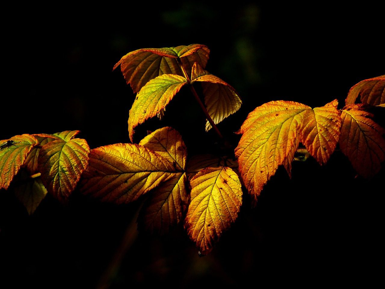 Automne